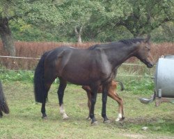 broodmare Promise (Westphalian, 2006, from Praktiker)