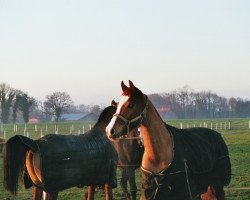 Springpferd Paris von Troja S (Westfale, 2008, von Peking)