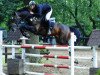 jumper Stuard 2 (German Sport Horse, 2003, from Semper Odem)