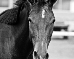 dressage horse Lacey Mae (Hannoveraner, 2006, from Langer Jan)