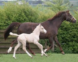 broodmare Luella (Bavarian, 1990, from Katarakt)