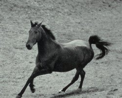 broodmare Antje (Hanoverian,  , from Fernando)