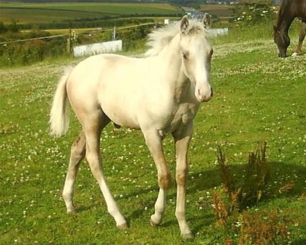 horse Luellas Gold (Scottish Sports Horse, 2008, from McJonnas)