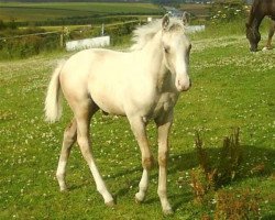 Pferd Luellas Gold (Scottish Sports Horse, 2008, von McJonnas)