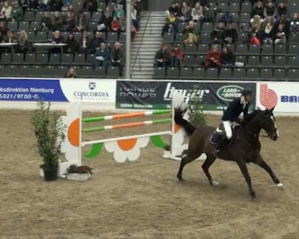 jumper Dean 7 (Belgian Warmblood, 2003, from Talexis van't Voorhof)