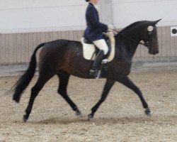 broodmare Lia 11 (Bavarian, 1993, from Windgraf)