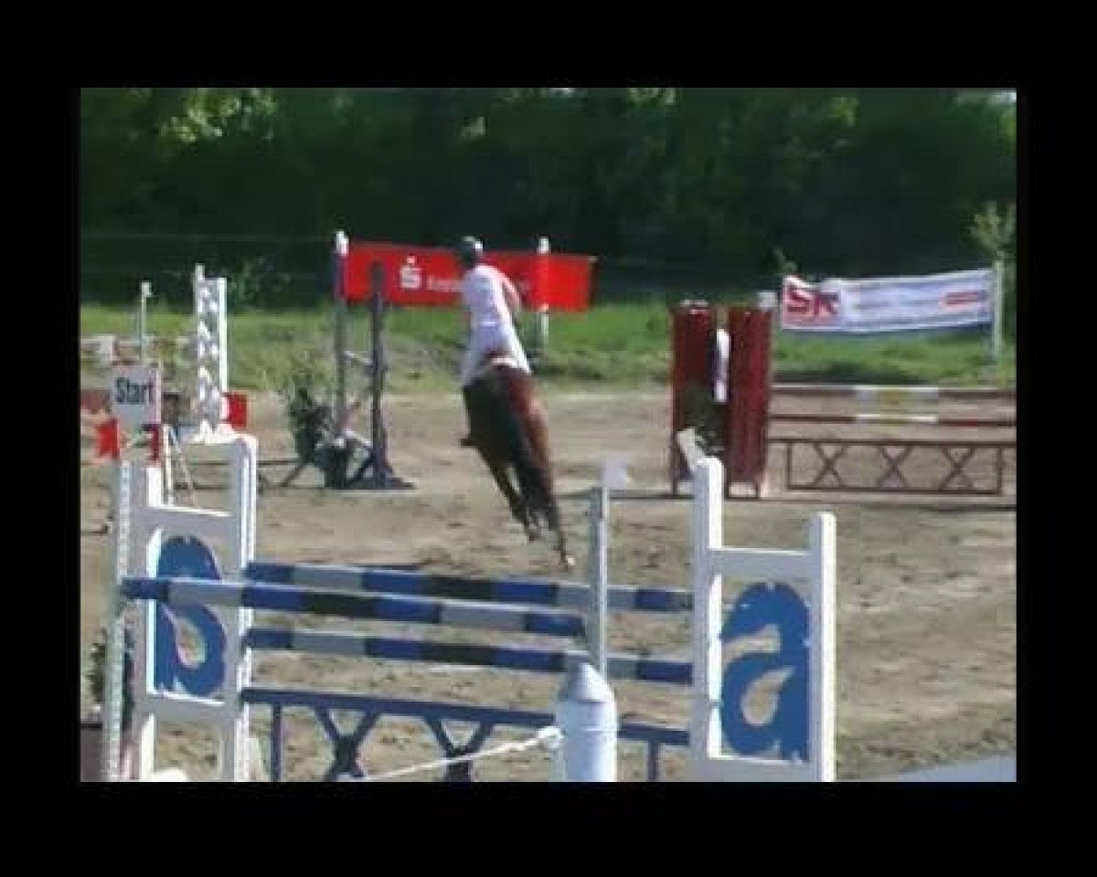 Springpferd Deja vue 36 (Oldenburger, 2004, von Drakdream)