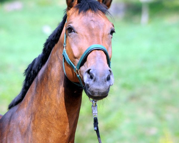 broodmare Laurin (Hanoverian, 1999, from Longchamp)