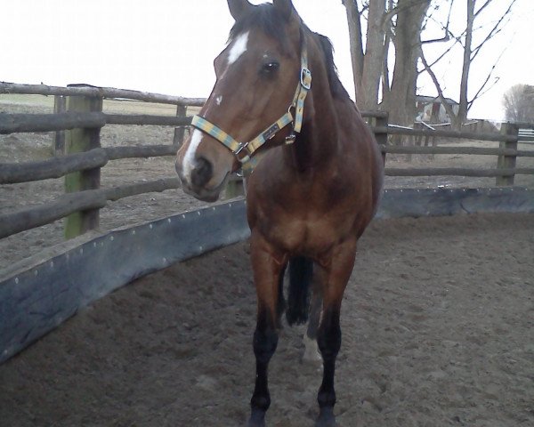 broodmare Michell (Hanoverian, 1991, from Maurice)