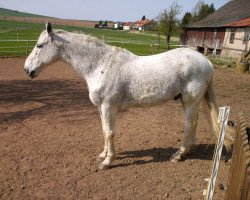 horse Iwan (Russian Trakehner, 1993)