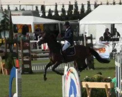 jumper It's Showtime 5 (Italian Warmblood, 2004, from Emilion)