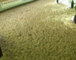 Springpferd Charlie van't Vossenhof Z (Zangersheide Reitpferd, 2006, von Air Jordan Z)