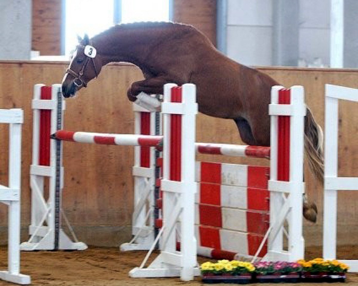 Deckhengst Chamberlain (Deutsches Reitpony, 2002, von Columbo)