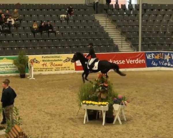 horse Comtess W (Hanoverian, 2003, from Consulting)