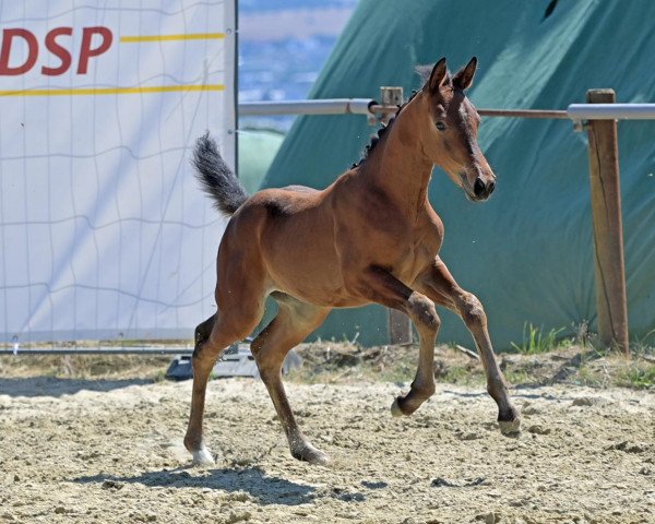 dressage horse Paloma Babuna (German Sport Horse, 2022, from Painted Black)