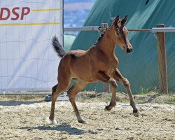 Dressurpferd Paloma Babuna (Deutsches Sportpferd, 2022, von Painted Black)