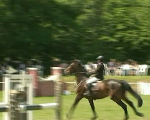 jumper Larry Sunshine 2 (Holsteiner, 2002, from Lancer II)