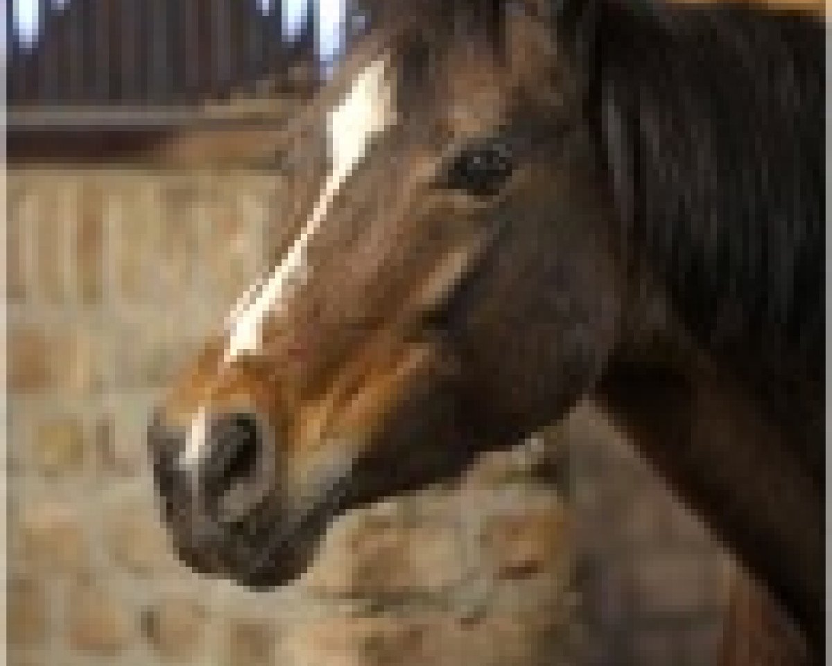 broodmare Night-Beauty (German Riding Pony, 1990, from Night-Star I)