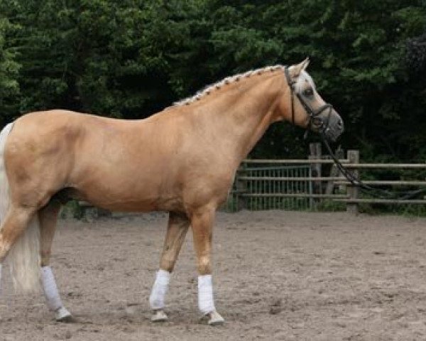 stallion Donnerwetter (Westphalian, 1991, from Dancer)
