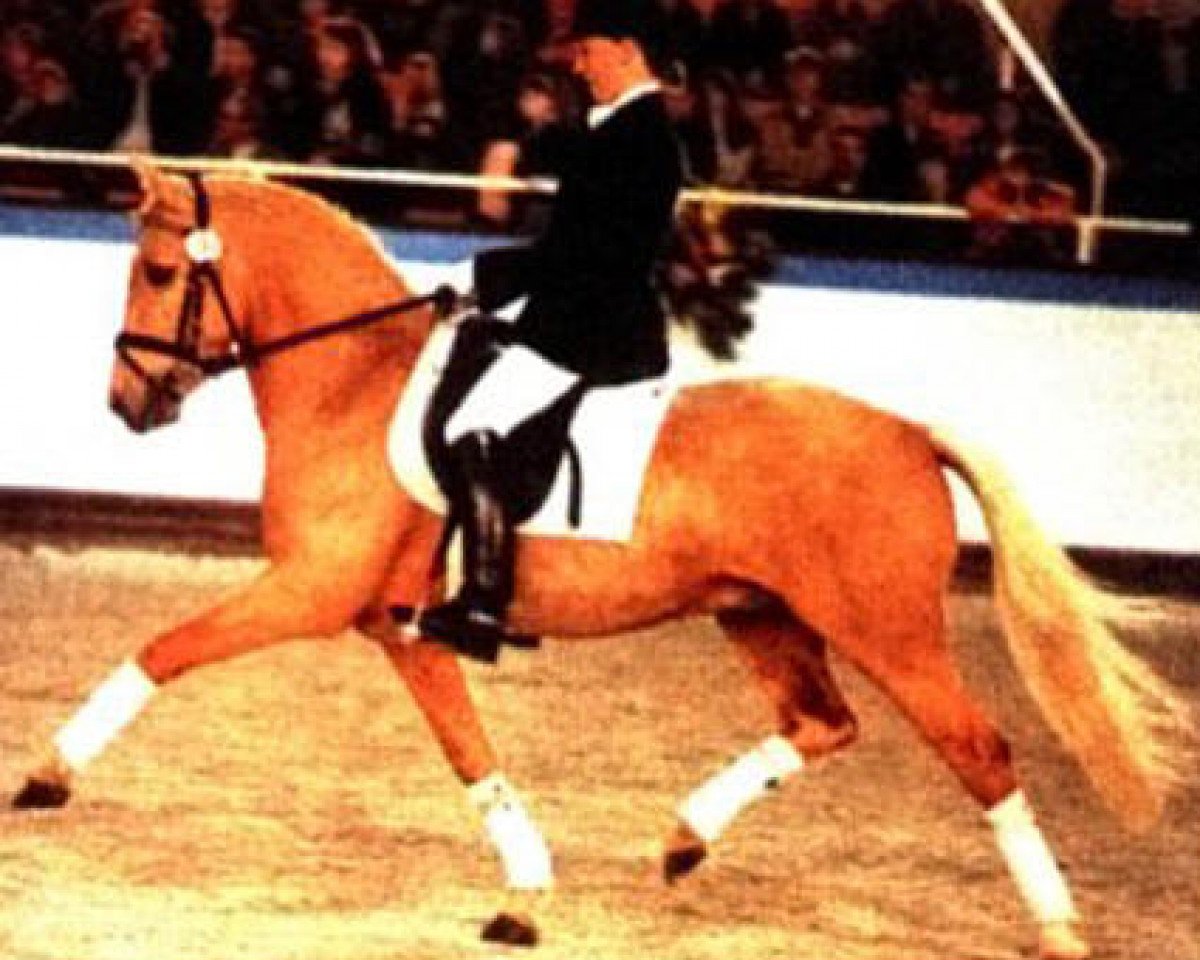 Dressurpferd FS Golden Moonlight (Deutsches Reitpony, 1992, von Golden Dancer)