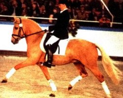 dressage horse FS Golden Moonlight (German Riding Pony, 1992, from Golden Dancer)