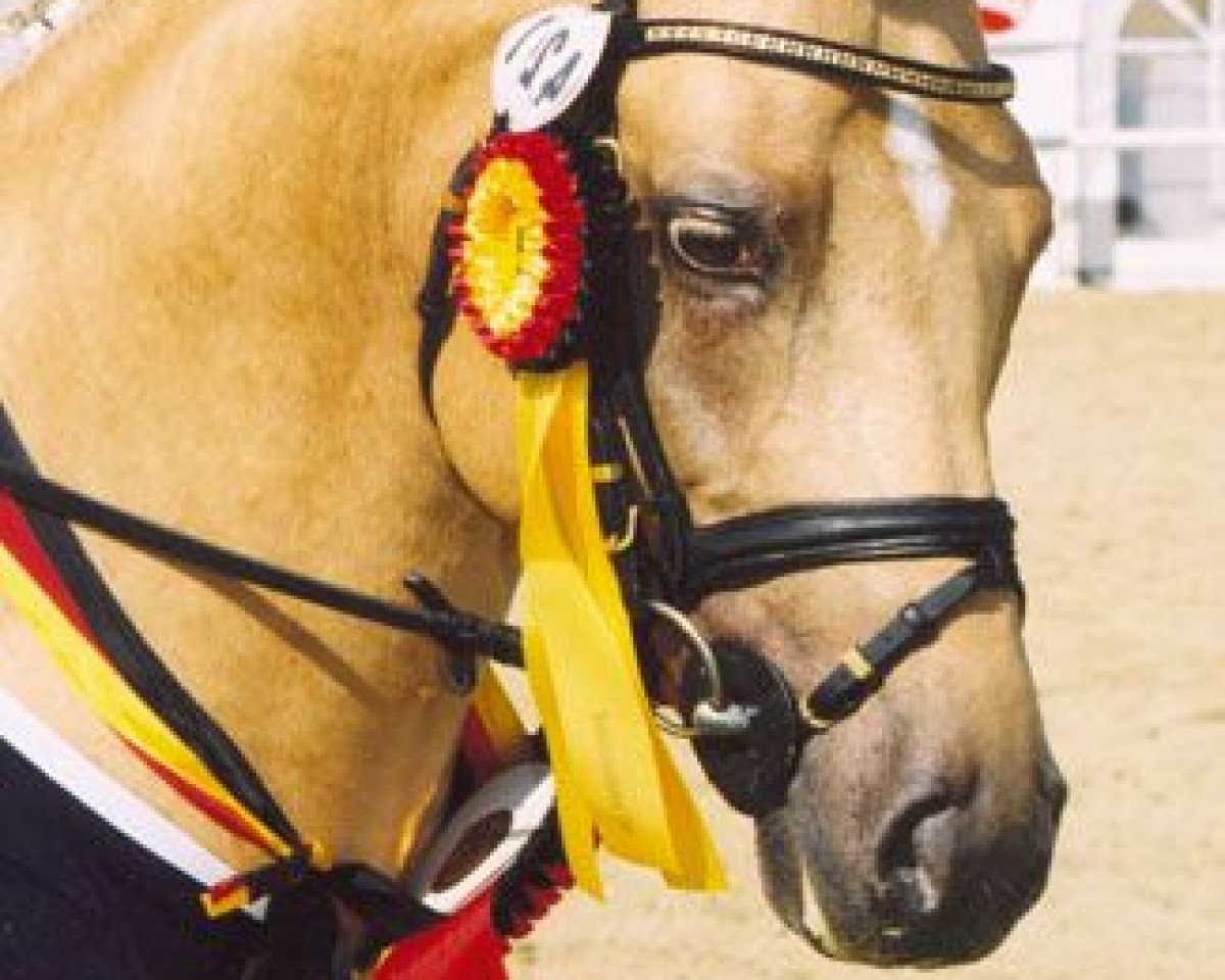 Deckhengst FS Golden Highlight (Deutsches Reitpony, 1997, von FS Golden Moonlight)