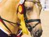 stallion FS Golden Highlight (German Riding Pony, 1997, from FS Golden Moonlight)