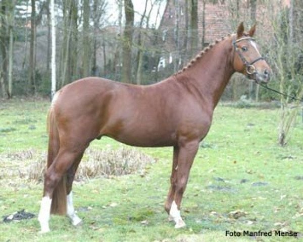 stallion Gandalf (German Riding Pony, 2002, from FS Golden Highlight)