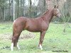 stallion Gandalf (German Riding Pony, 2002, from FS Golden Highlight)