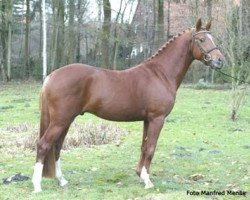 Deckhengst Gandalf (Deutsches Reitpony, 2002, von FS Golden Highlight)