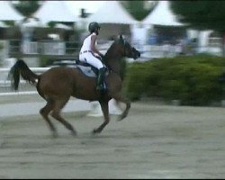 jumper Valerie F.S. (KWPN (Royal Dutch Sporthorse), 2002, from Indoctro)