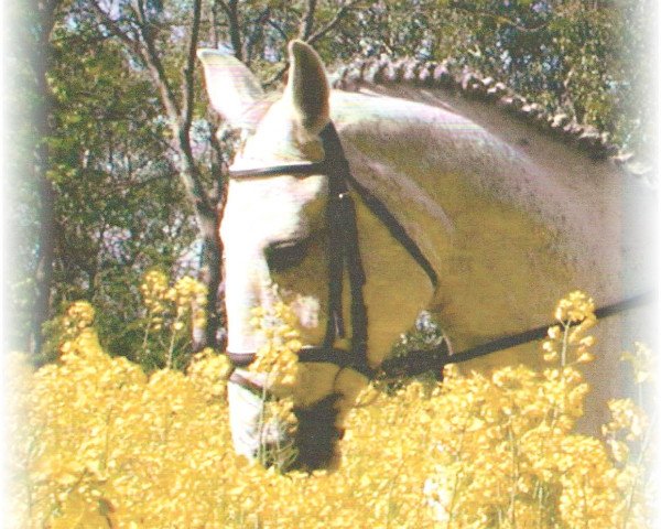 Zuchtstute Cosmana (Holsteiner, 1988, von Calvados II)