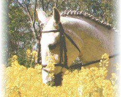 broodmare Cosmana (Holsteiner, 1988, from Calvados II)