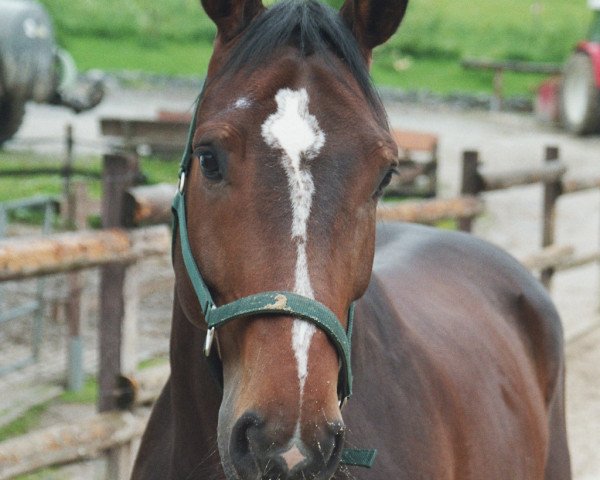 horse Montpadu (Westphalian, 2002, from Montmartre)