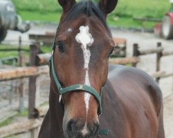 horse Montpadu (Westphalian, 2002, from Montmartre)