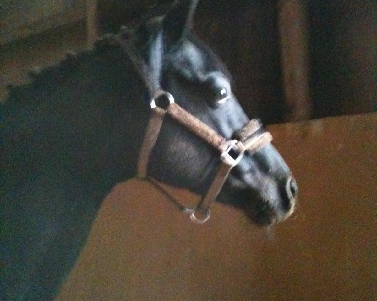 Deckhengst Bajazzo (Deutsches Reitpony, 1993, von Bayus)