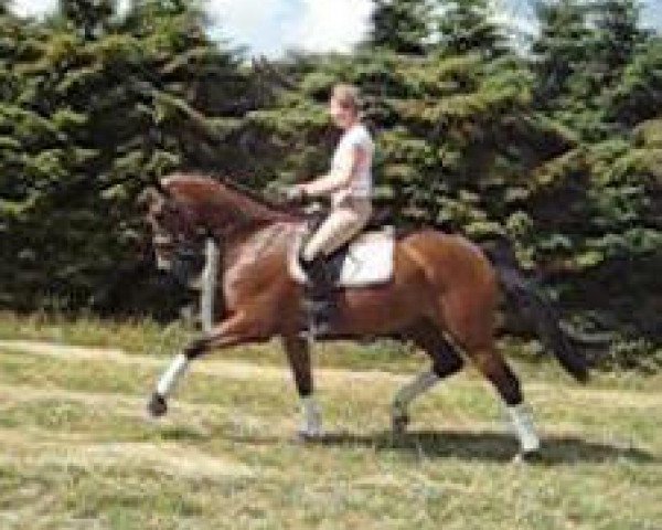 horse Senjore Sid W (Oldenburg, 2005, from Shine On)
