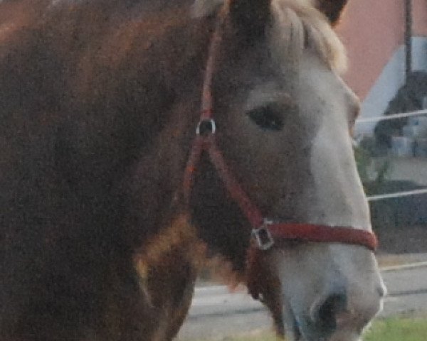 horse Eddy von Dönitz (Altmärkisches Draughthorse, 2000, from Eldor)