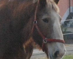 horse Eddy von Dönitz (Altmärkisches Draughthorse, 2000, from Eldor)