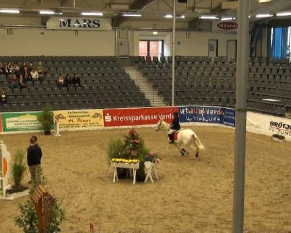 jumper Scooter 24 (Hanoverian, 2006, from Salito)