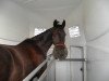 dressage horse Coco Negro (Oldenburg, 2004, from Cheenook)