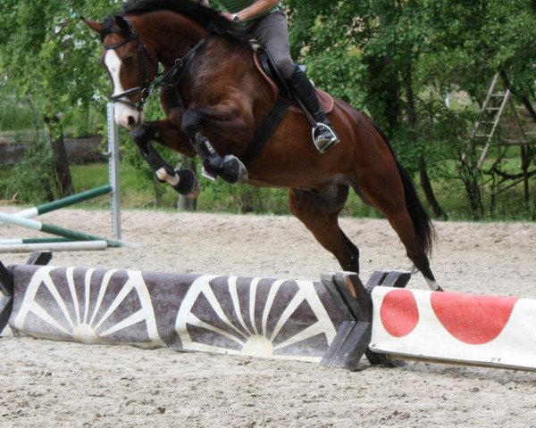 horse Remoniot (Hessian Warmblood, 2005, from Radius BigB)