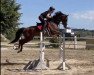 Springpferd Hanni on fire (Deutsches Sportpferd, 2018, von Hickstead White)