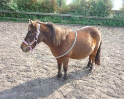 Pferd Püppchen (Shetland Pony, 1989, von prinz)