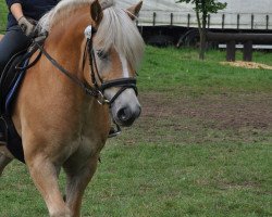 Pferd Amigo (Haflinger, 1996, von Amadeus)