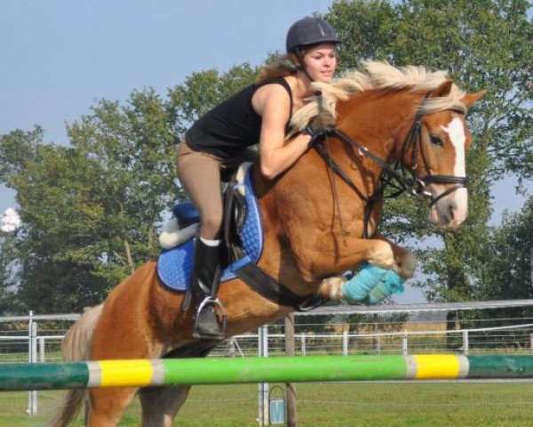 jumper Nico 1343 (German Riding Pony,  )