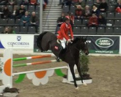 jumper Ehrgeiz B (Hanoverian, 2003, from El Bundy)