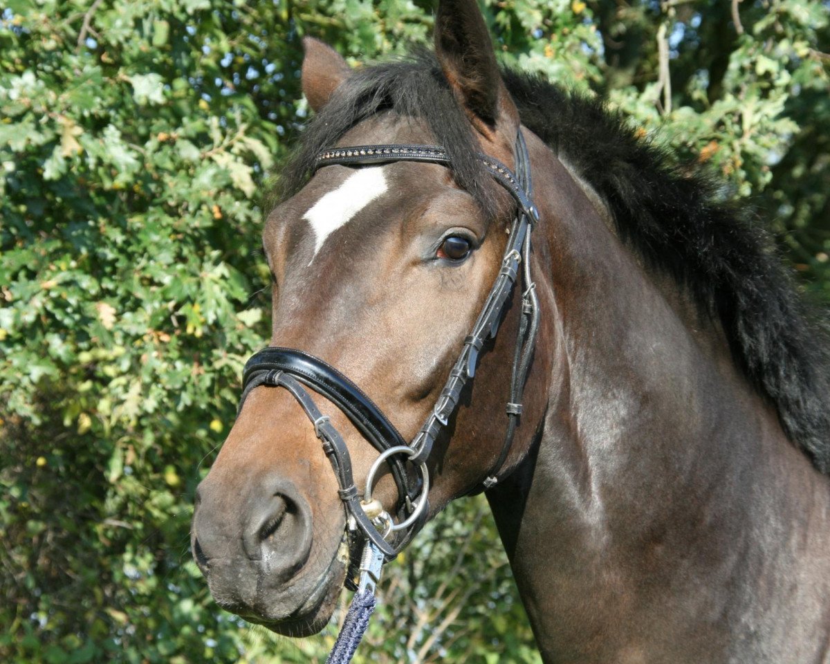 dressage horse Serafino 29 (Hanoverian, 2008, from Sandro Hit)