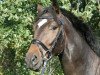 dressage horse Serafino 29 (Hanoverian, 2008, from Sandro Hit)