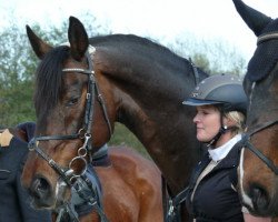 dressage horse Domecq W (Bavarian, 1992, from Donnerhall)